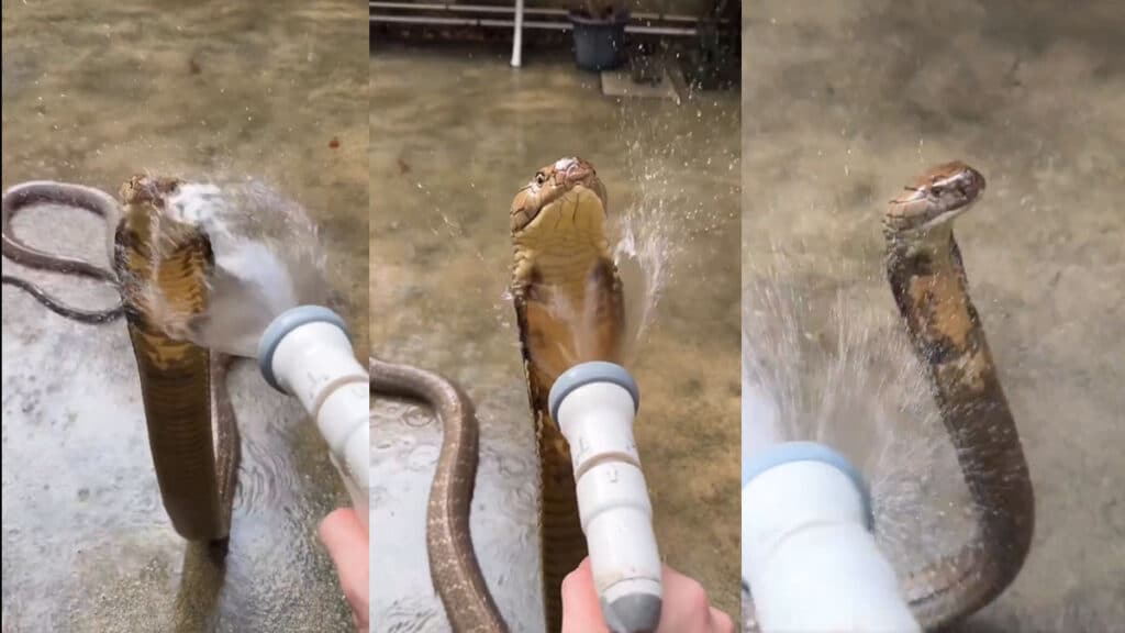 खतरनाक किंग कोबरा को नहलाते शख्स का Video वायरल, सीन देख सहम जाएगा कलेजा