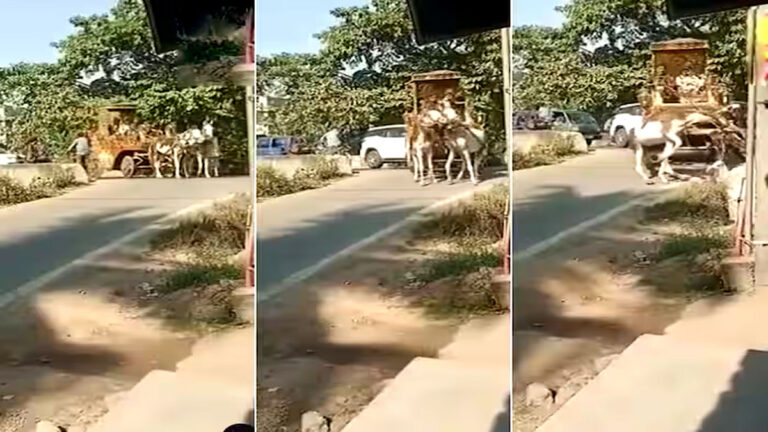 horse viral video