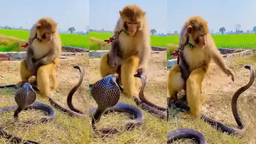 खतरनाक किंग कोबरा से नहीं डरा शैतान बंदर, चटाक से लगाए चांटे, चलते बने नागराज