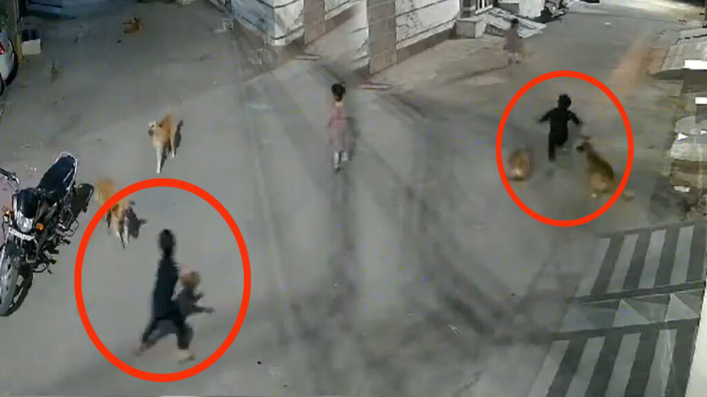 Viral Video: आवारा कुत्तों के बीच फंस गया मासूम बच्चा, फिर दिखा खौफ़नाक नजारा