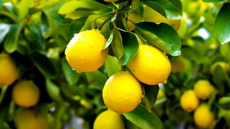 lemon farming
