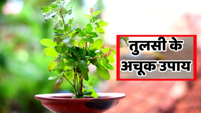 नवरात्रि में आजमाएं तुलसी के ये उपाय, माता लक्ष्मी धन से भर देंगी आपकी तिजोरी tulsi ke totke