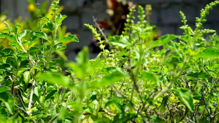 tulsi ki kheti