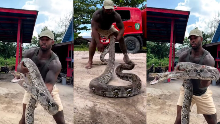 Video: खतरनाक अजगर ने जबड़ा फाड़ किया हमला, शख्स की फुर्ती के आगे ऐसा चूका दांव azgar viral video