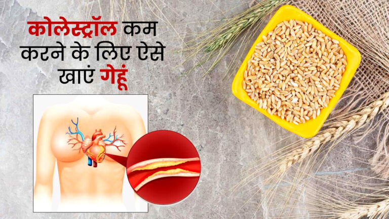 शरीर में जमा Cholestrol को बाहर करता है गेहूं, इस तरह करें सेवन, मिलेंगे की फायदे gehun se kam karen choestro