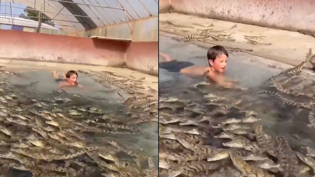 Video: मगरमच्छ से भरे तालाब में स्वीमिंग कर रहा था बच्चा, नजारा देख कांप जाएगी रूह