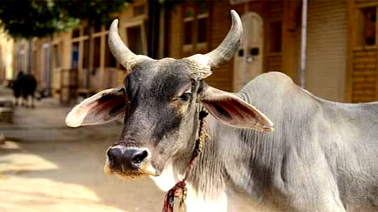 gaay mata ke darshan