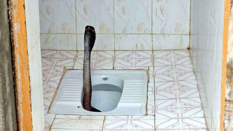 cobra in toilet
