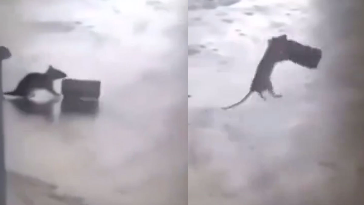 funny rat video viral