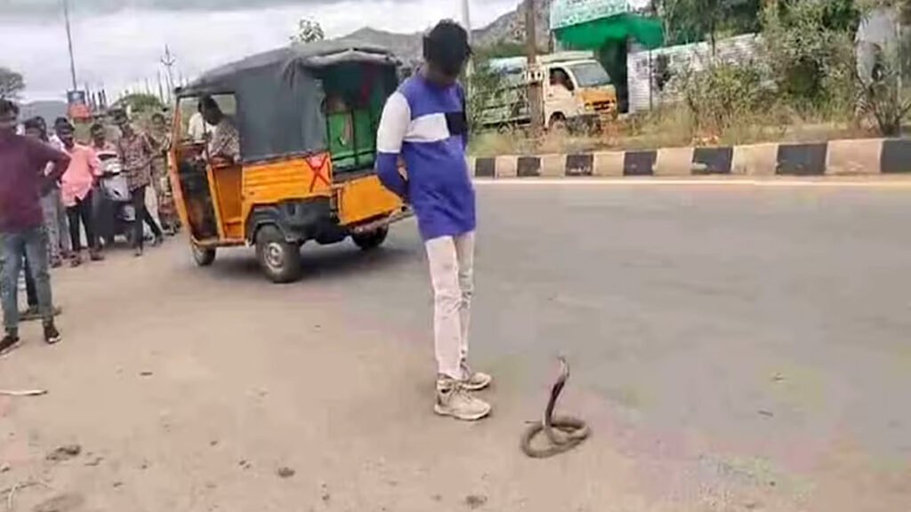 Video: नशे में धुत्त शख्स ने कोबरा के साथ किया खिलवाड़, गुस्साए नागराज ने एक ही बार में चखाया मजा