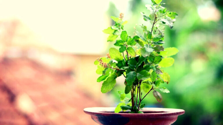 तुलसी माता पर किस रंग की चुनरी चढ़ाना बेहद शुभ माना जाता है? tulsi par chunri