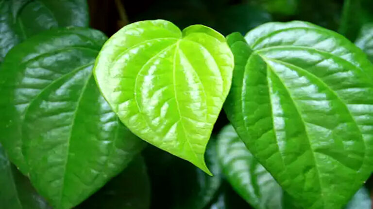 रोज सुबह चबाएं पान का केवल एक पत्ता, फिर शरीर को मिलेंगे ये कमाल के फायदे pan ke patte ke fayde