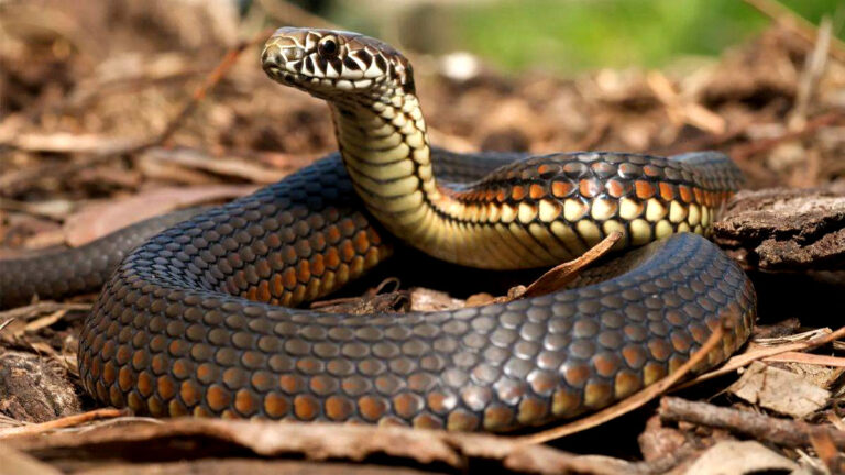 sawan me sapne me sanp dekh