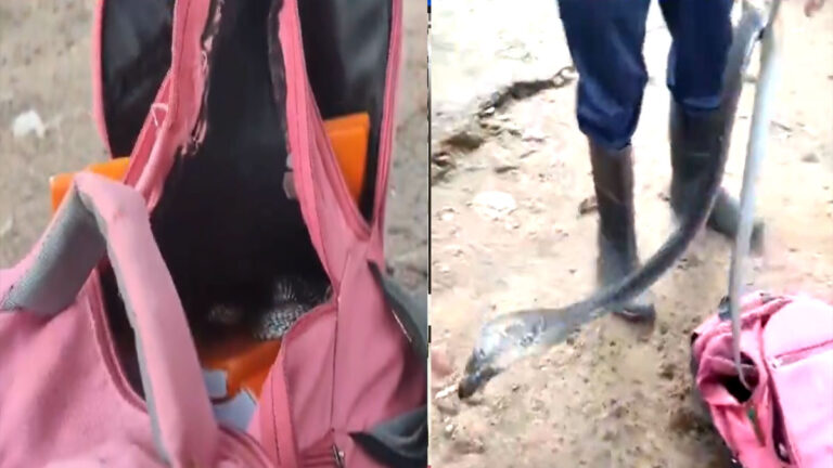 स्कूल बैग में किताबों की जगह निकल आया खतरनाक कोबरा, देखते ही उड़े सबके होश cobra in school bag
