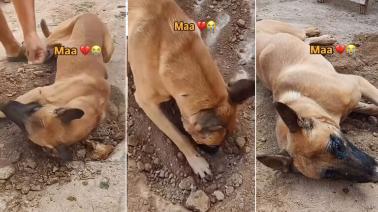 मरे बच्चे को बार-बार उठाने की कोशिश करता रहा बेजुबान Dog, Video देख रो पड़े लोग dog emotional viral video