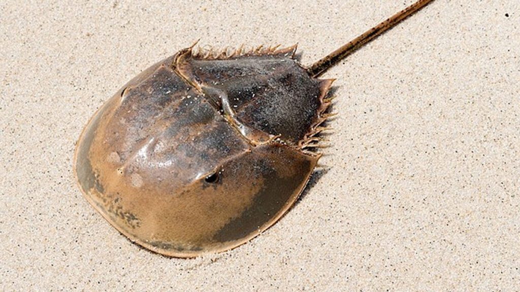 horseshoe crab in