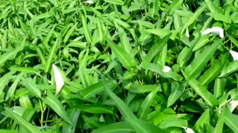 बिना खाद के ही तेजी से बढ़ोतरी करता है यह पौधा, खेती करके 2 महीने में बन सकते हैं लखपति naari ki sabji ki kheti