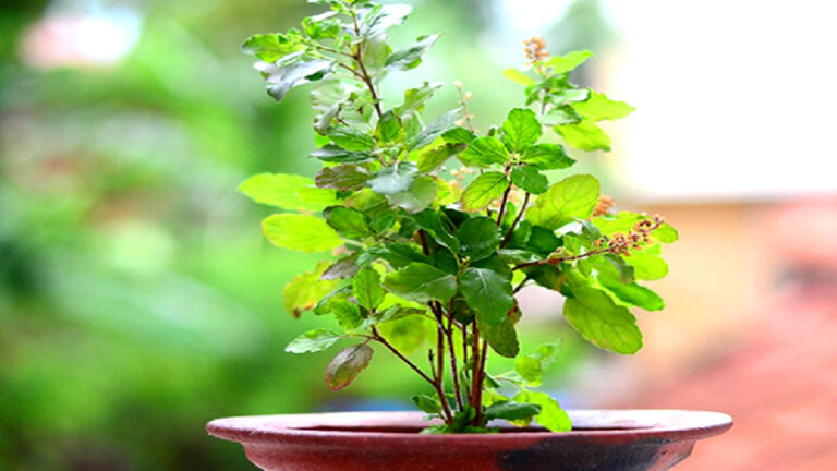 tulsi ke paudhe ke fayde