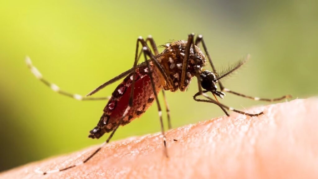 dengue mosquito