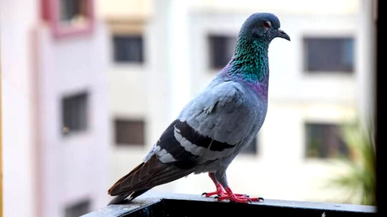 kabutar se chhutkara pane k