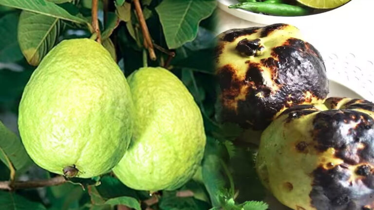 Roasted Guava Benefits