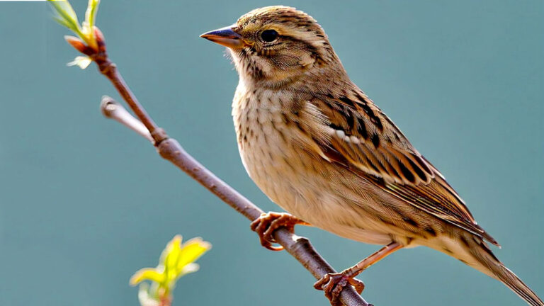 isliye roothi ho gauraiya r