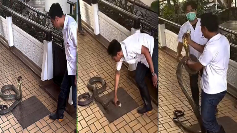 king cobra viral video 1