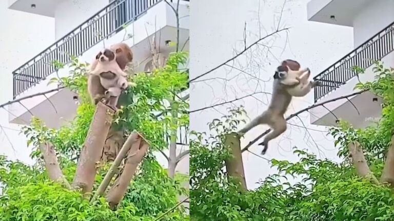 monkey saved puppy life