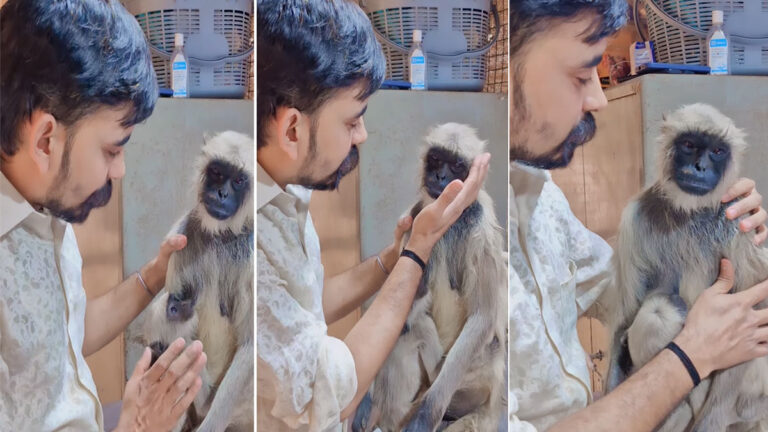 monkey viral video 1