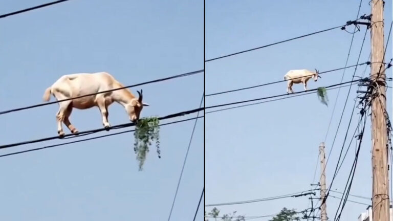 bakra viral video