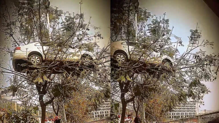 car on tree viral video