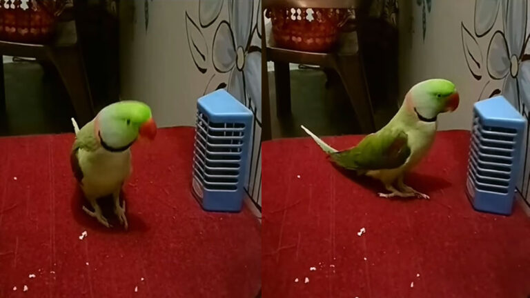 dancing totat video