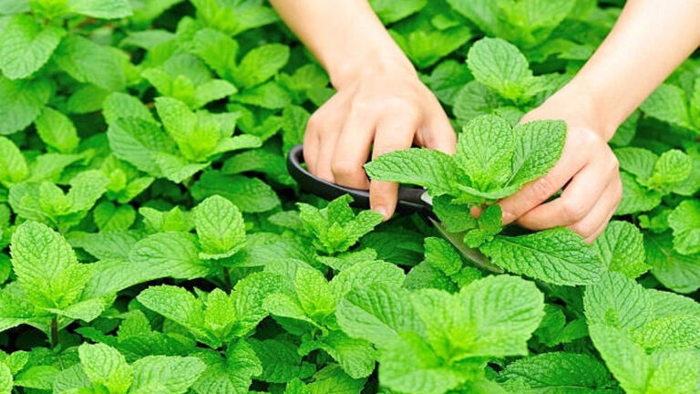 Business Idea: ATM मशीन है यह पौधा, एक बार खेती कर करें लाखों की कमाई peppermint oil plant