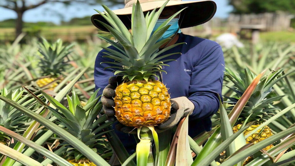 pineapple business