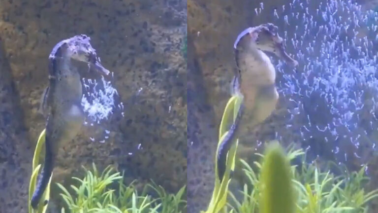 sea horse viral video