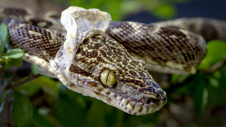 snakes shedding skin