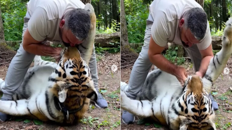 Viral: शख्स ने लिया खूंखार बाघ के होठों का चुम्मा, Video उड़ा देगा होश tiger viral video