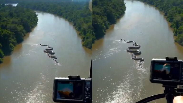 anaconda viral video