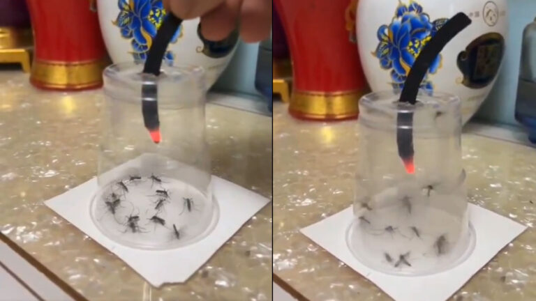 Viral video: शख्स ने मच्छरों से लिया ऐसा बदला, सीन देख इंसानों की भी कांप जाएगी रूह mosquito viral video