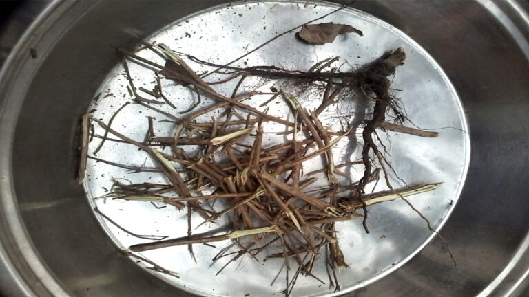 tulsi ki sukhi lakdi ka upa