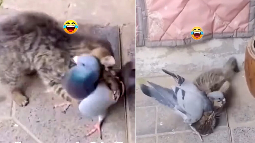 billi kabutar ki fight vide