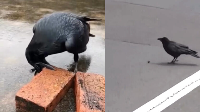 crow viral video