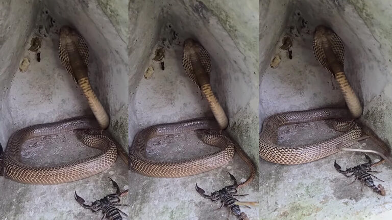 king cobra viral video 3