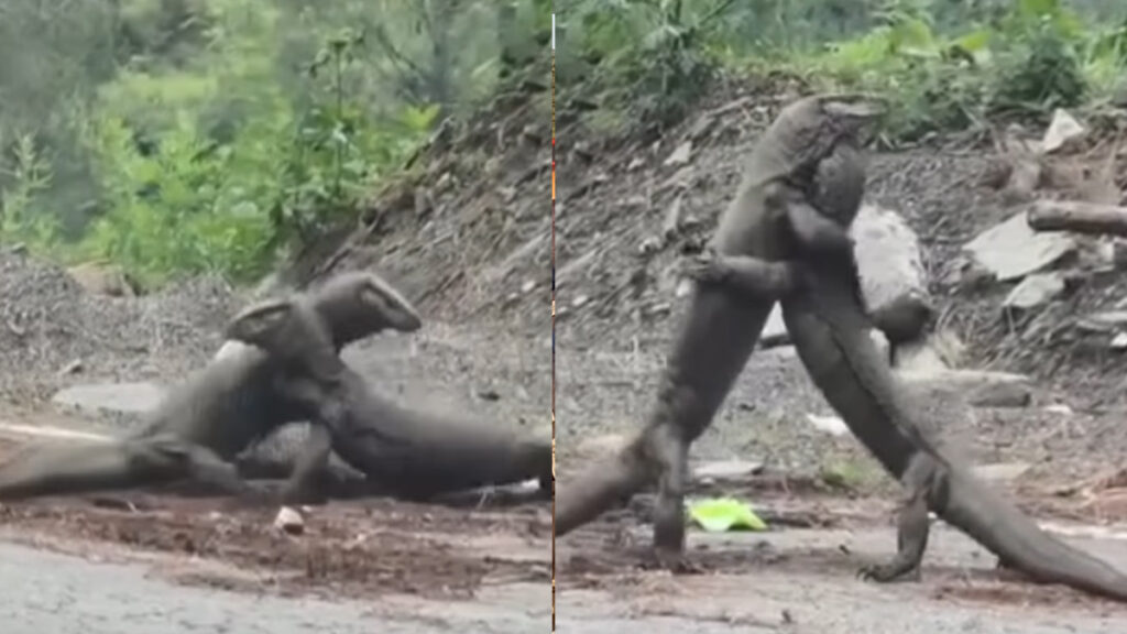 monitor lizard fight video