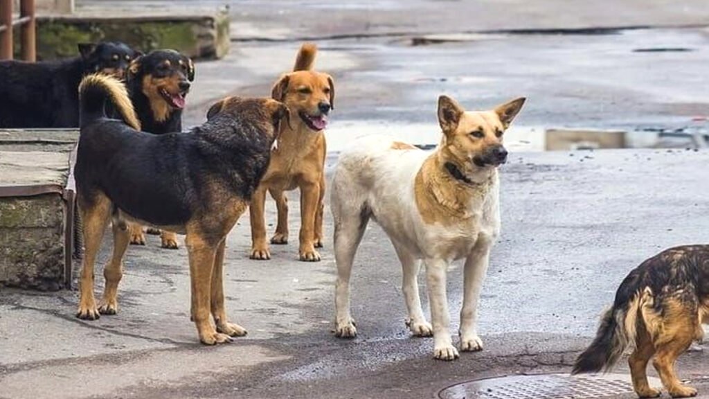 dog attack