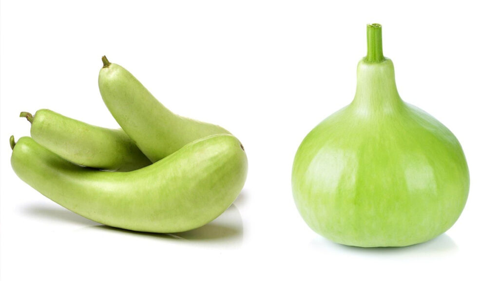 लंबी या गोल लौकी, सेहत के लिए कौन सी होती है बेहतर, यहां जानिए