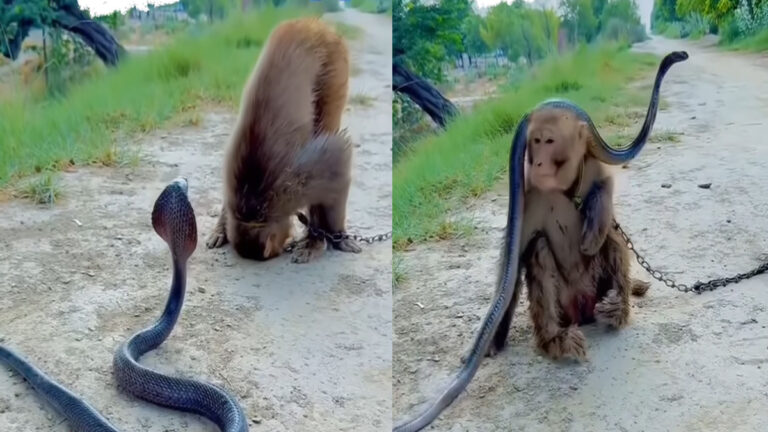monkey cobra viral video