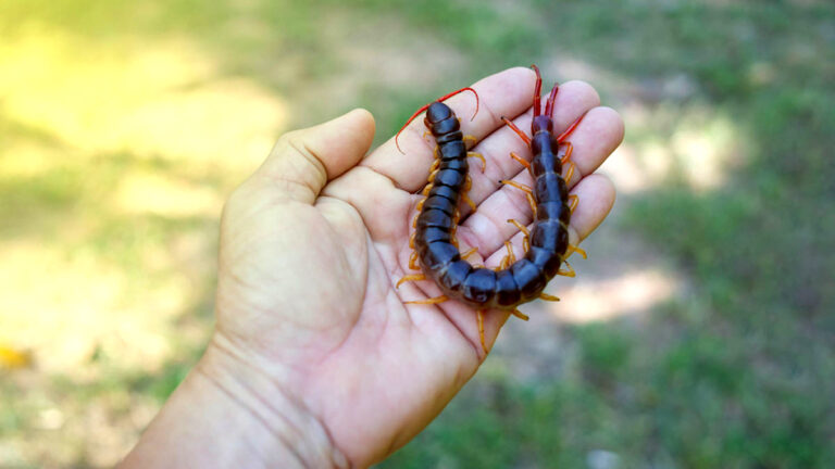 sapne me kankhajura dekhne 1