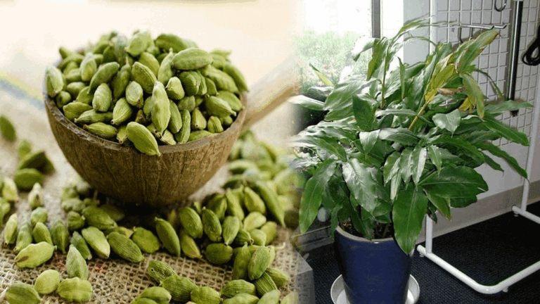 महंगी इलायची को कहें अलविदा, अब घर के गमले में ही उगाइए मसालों की रानी ilaichi ka paudha