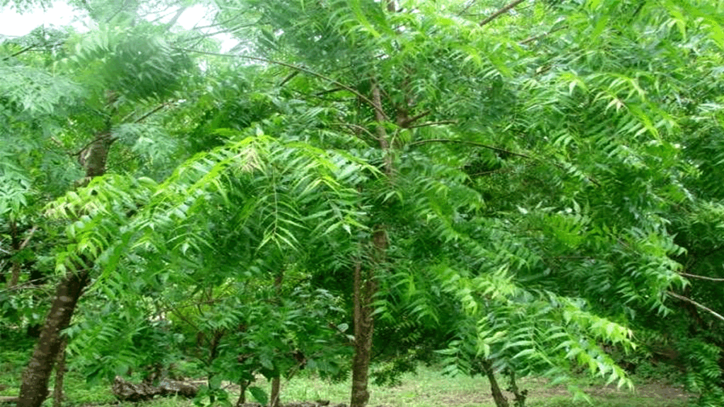 neem ki pattiyan fayde